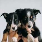 Unleashing Engagement: What Adopted Puppies Taught Me About Breaking Through Trade Show Clutter 8 Two adorable puppies at a trade show booth, surrounded by smiling attendees, illustrating the power of emotional marketing.