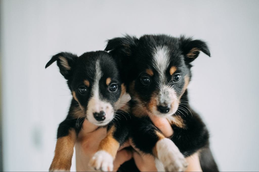Two adorable puppies at a trade show booth, surrounded by smiling attendees, illustrating the power of emotional marketing.