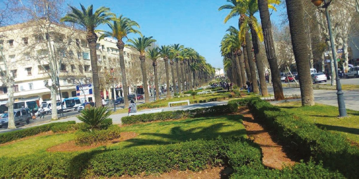 Vue aérienne d'un boulevard verdoyant à Fès, avec de nouveaux arbres et arbustes, symbolisant le projet d'aménagement paysager urbain.