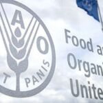 Le Maroc, Grain d'Or de