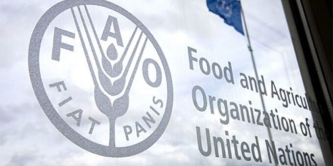 Le Maroc, Grain d'Or de