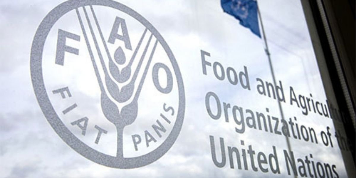 Le Maroc, Grain d'Or de