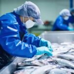 Living Fish étend son unité de production à Nouaceur 2 Vue aérienne de l'unité de production Living Fish dans la zone industrielle de Nouaceur, Maroc, avec des installations modernes et des camions de transport.