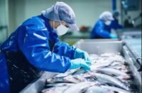 Vue aérienne de l'unité de production Living Fish dans la zone industrielle de Nouaceur, Maroc, avec des installations modernes et des camions de transport.