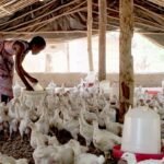 Marché du poulet Côte d'Ivoire