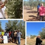 Oléiculture Marocaine