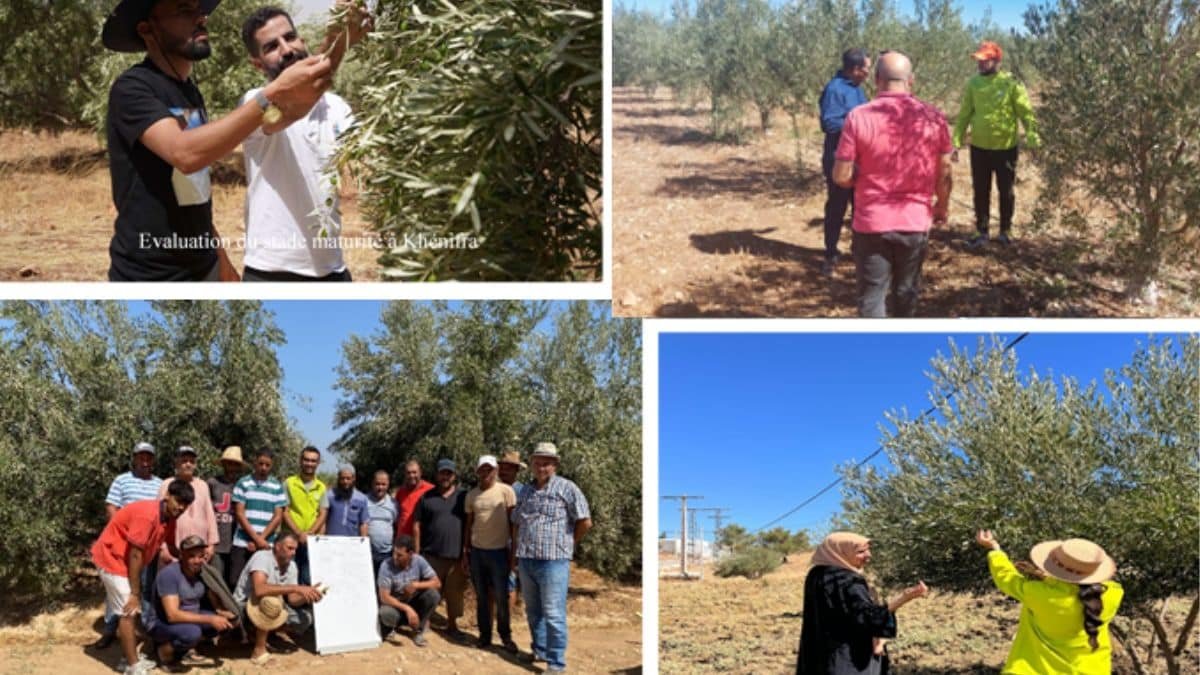Oléiculture Marocaine
