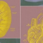 Illustration of a complex organ system or a futuristic lab setup, representing R3 Bio's 'organ sacks' technology for research and organ replacement.