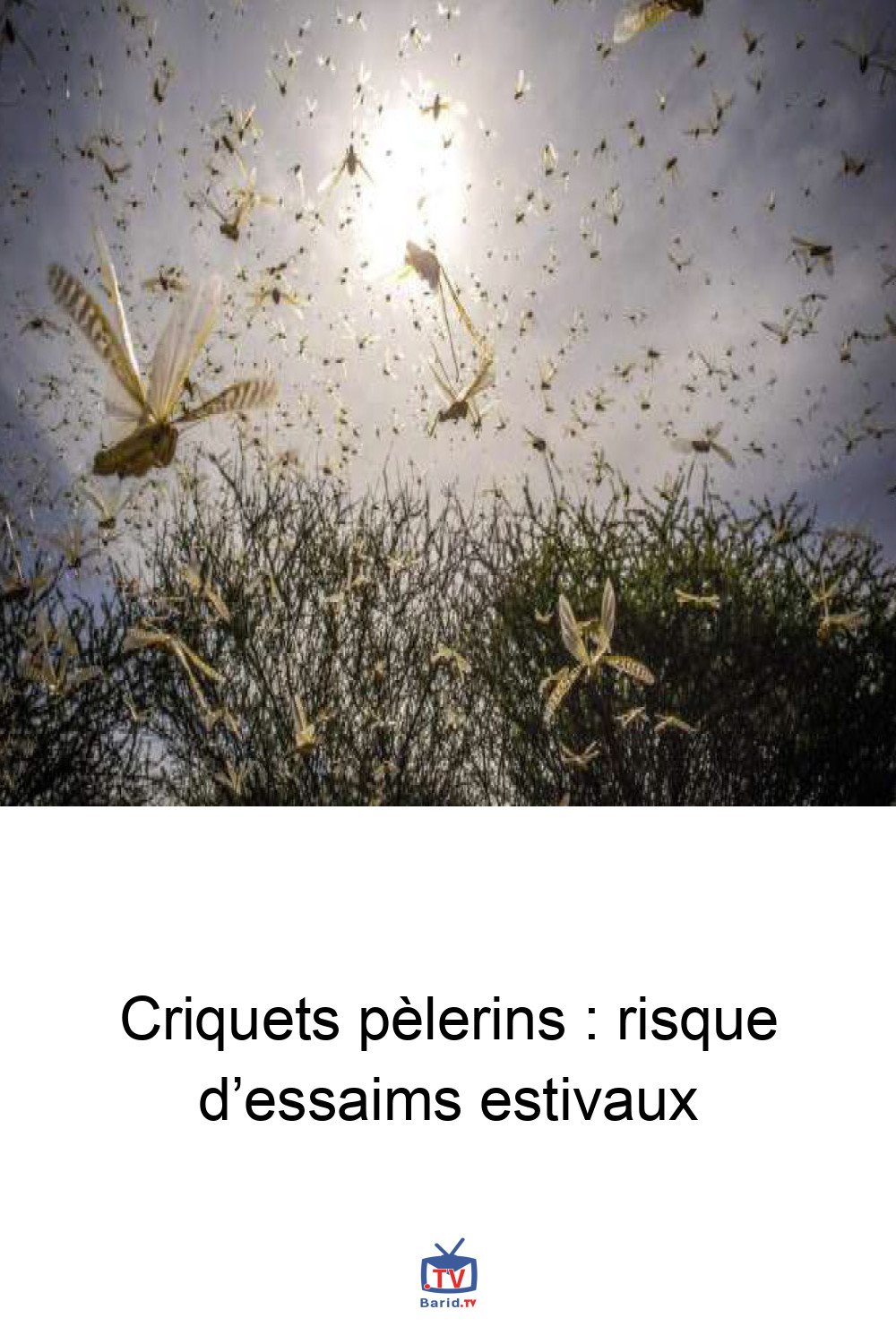 Criquets pèlerins : risque d’essaims estivaux 4 Pinterest Hidden
