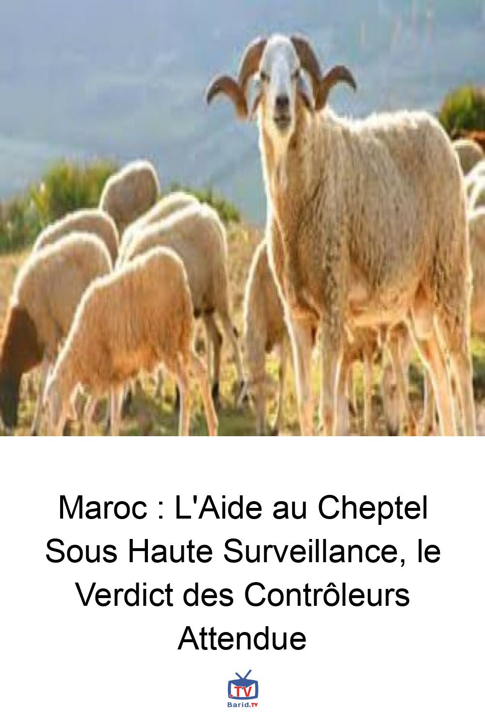 Maroc : L'Aide au Cheptel Sous Haute Surveillance, le Verdict des Contrôleurs Attendue 4 Pinterest Hidden