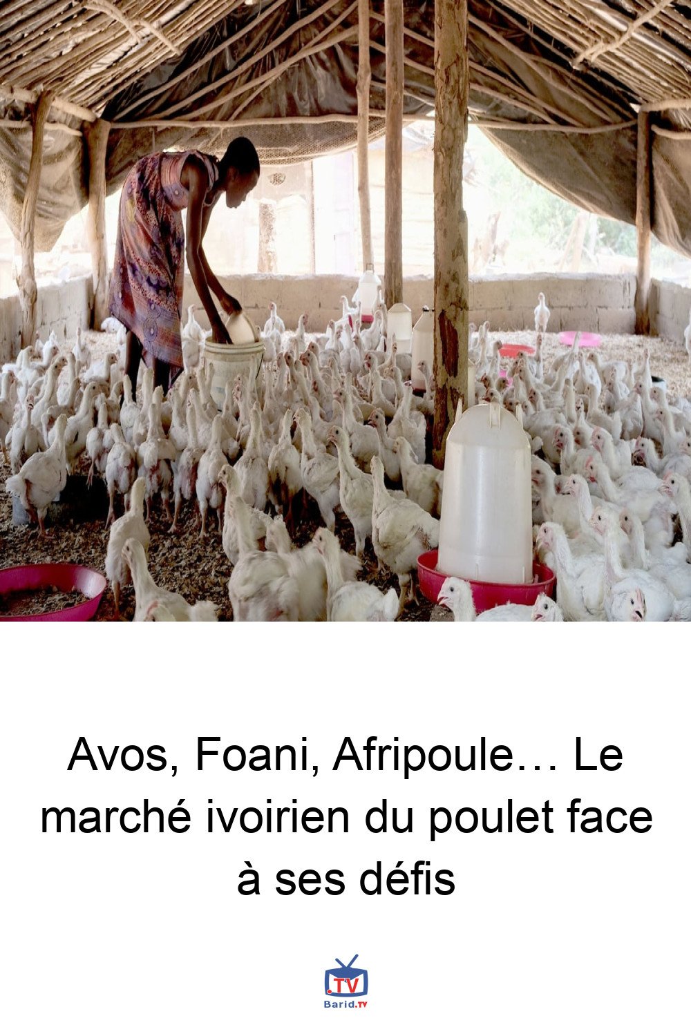 Avos, Foani, Afripoule… Le marché ivoirien du poulet face à ses défis 4 Pinterest Hidden
