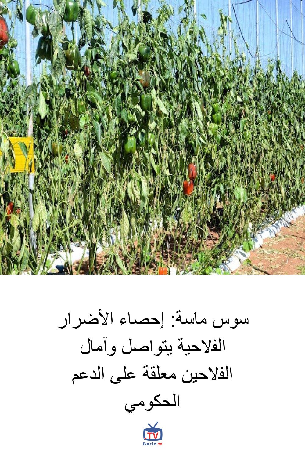 سوس ماسة: إحصاء الأضرار الفلاحية يتواصل وآمال الفلاحين معلقة على الدعم الحكومي 4 Pinterest Hidden