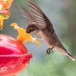 A Birdbuddy Pro smart solar hummingbird feeder with a hummingbird feeding from it.
