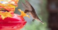 A Birdbuddy Pro smart solar hummingbird feeder with a hummingbird feeding from it.