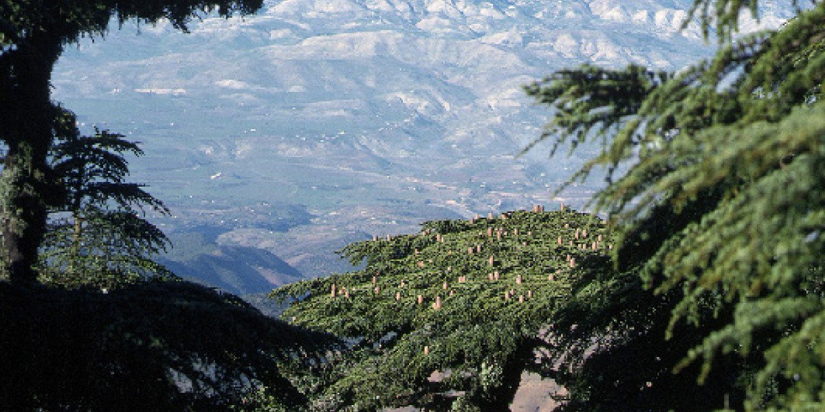 Fès-Meknès : L'arrière-pays, nouvelle frontière du tourisme durable ? 3 Paysage verdoyant de l'arrière-pays de Fès-Meknès avec des montagnes et des forêts, symbolisant le potentiel touristique.