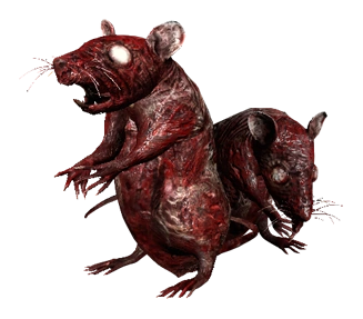 amnesia rat