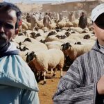 قطيع من الأغنام في سوق مغربي استعدادًا لعيد الأضحى المبارك