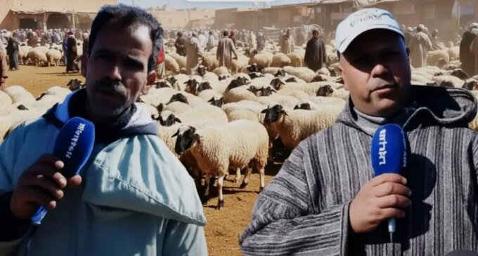 قطيع من الأغنام في سوق مغربي استعدادًا لعيد الأضحى المبارك