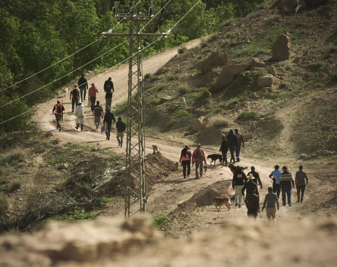 صورة تظهر جانباً من حملة إحاشة الخنزير البري في منطقة أيت زغار بإقليم ورزازات، مع مشاركة القناصين والكلاب المدربة.