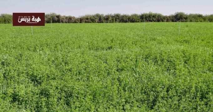 أمطار أبريل تنعش الزراعات الربيعية في السهول المغربية 6 حقول خضراء مزدهرة بعد أمطار أبريل في إحدى السهول الفلاحية بالمغرب