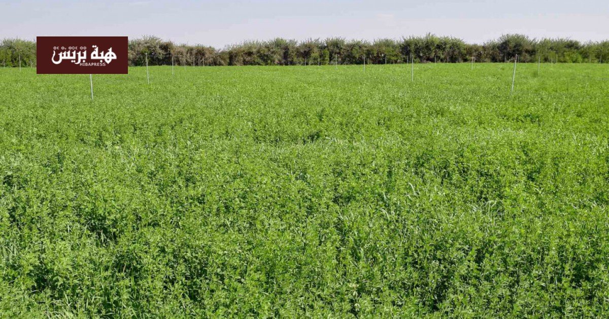 حقول خضراء مزدهرة بعد أمطار أبريل في إحدى السهول الفلاحية بالمغرب