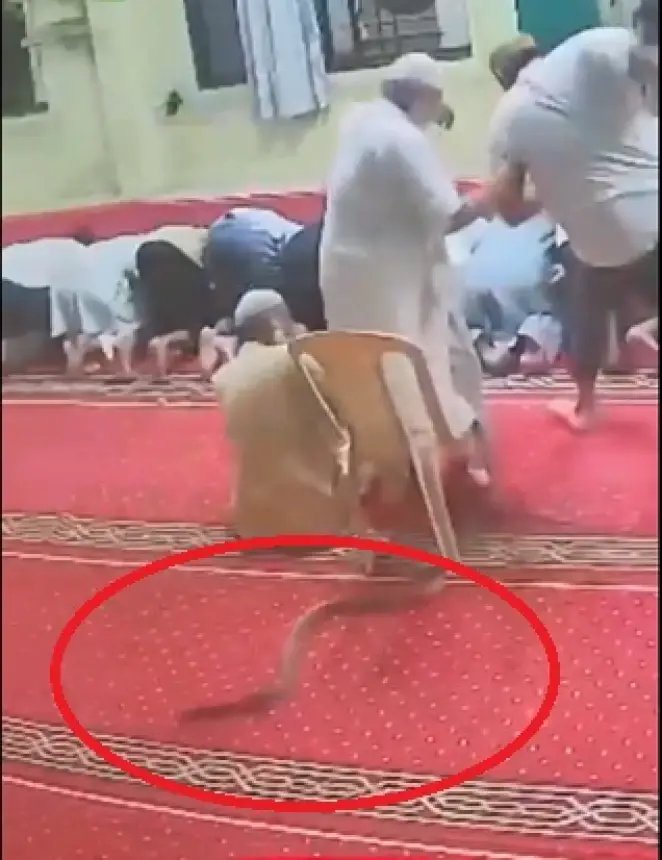 صورة لثعبان ضخم يتحرك داخل مسجد في الهند أثناء أداء المصلين للصلاة