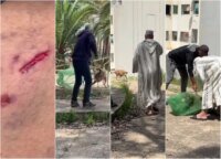 كلب ضال في حي سكني بمدينة تازة