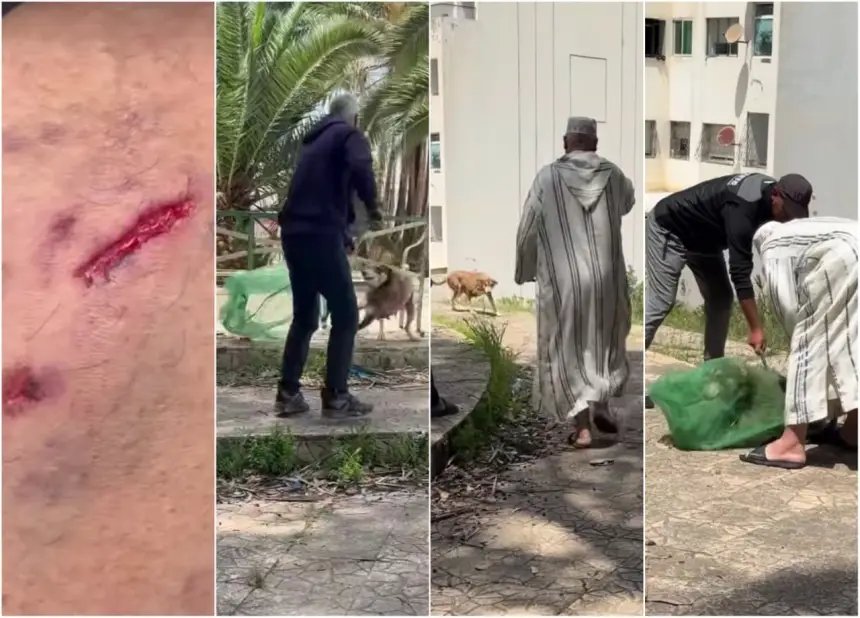 كلب ضال في حي سكني بمدينة تازة