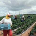 Vue aérienne de champs agricoles irrigués au Maroc, avec des infrastructures de gestion de l'eau en arrière-plan, symbolisant les défis et les espoirs d'une agriculture durable.