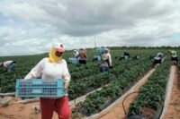 Vue aérienne de champs agricoles irrigués au Maroc, avec des infrastructures de gestion de l'eau en arrière-plan, symbolisant les défis et les espoirs d'une agriculture durable.