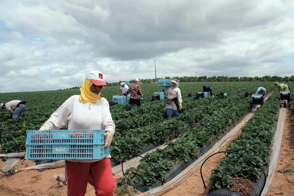 Vue aérienne de champs agricoles irrigués au Maroc, avec des infrastructures de gestion de l'eau en arrière-plan, symbolisant les défis et les espoirs d'une agriculture durable.
