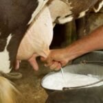 Vue d'ensemble d'une ferme laitière marocaine moderne avec des vaches, symbolisant la résilience et la croissance du secteur laitier au Maroc.