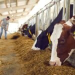 Un troupeau de bétail dans un paysage aride mais verdoyant, symbolisant la résilience de l'élevage marocain face à la sécheresse et l'espoir d'une reprise.
