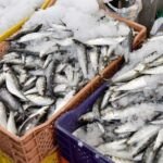 Les prix des sardines et