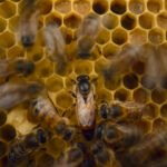 Unlocking the Microscopic World: Cinematographer John Brown on Bees, Macro Magic, and the Art of Natural History 8 Cinematographer John Brown capturing intricate macro footage of bees within a custom-built hive.