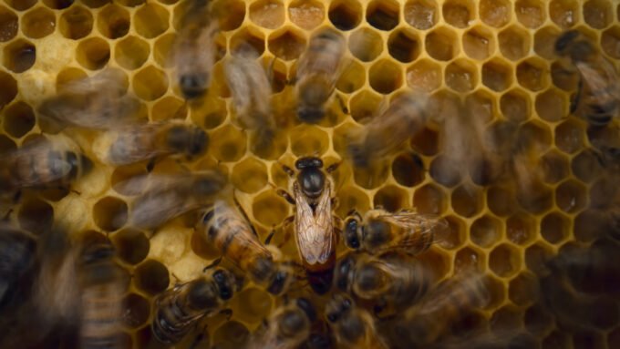 Cinematographer John Brown capturing intricate macro footage of bees within a custom-built hive.