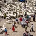 Marché aux bestiaux animé à Bamako, la veille de l'Aïd al-Adha, avec de nombreux animaux et commerçants.