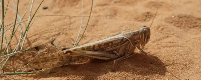 Maroc : Les criquets pèlerins