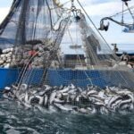 Pêche au Maroc : Les Intempéries Font Chuter les Volumes, mais la Valeur Tient Bon 8 Vue d'un port de pêche marocain avec des bateaux et des caisses de poissons, illustrant l'activité halieutique.