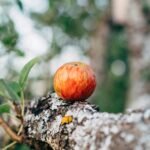 Ultimate Guide to Apple Watch Accessories: Enhance Your Smartwatch Experience