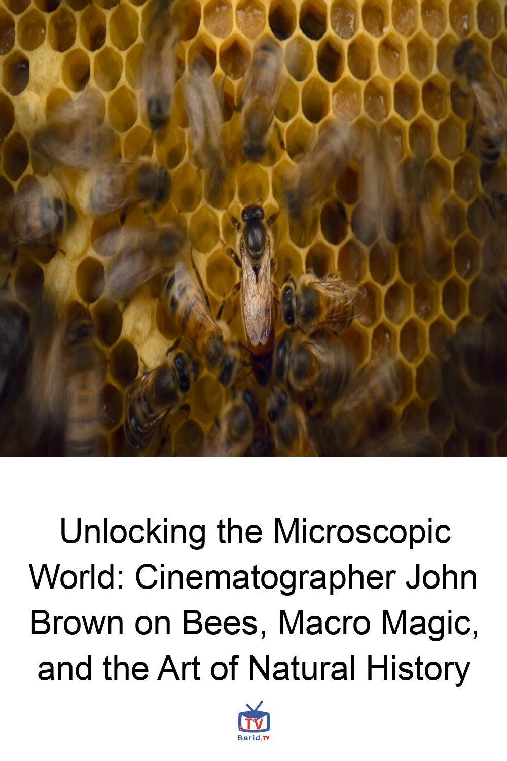 Unlocking the Microscopic World: Cinematographer John Brown on Bees, Macro Magic, and the Art of Natural History 4 Pinterest Hidden