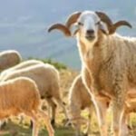 Un troupeau de moutons dans un marché traditionnel, avec des acheteurs et des vendeurs en pleine négociation, symbolisant la flambée des prix avant l'Aïd Al-Adha.