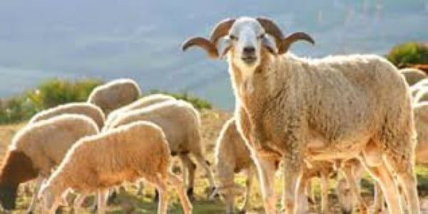 Aïd Al-Adha : Le Conseil de la Concurrence Démêle le Vrai du Faux sur le Plafonnement des Prix des Moutons 9 Un troupeau de moutons dans un marché traditionnel, avec des acheteurs et des vendeurs en pleine négociation, symbolisant la flambée des prix avant l'Aïd Al-Adha.