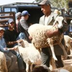 Moutons sous le soleil, image illustrant la canicule et le bétail pour l'Aïd al-Adha.