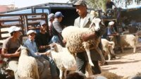 Moutons sous le soleil, image illustrant la canicule et le bétail pour l'Aïd al-Adha.
