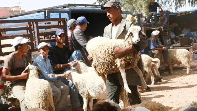Moutons sous le soleil, image illustrant la canicule et le bétail pour l'Aïd al-Adha.