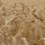 Campagne céréalière Maroc 2026