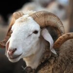 صورة لخروف العيد في سوق مغربي يعكس التحديات الاقتصادية والجدل الفقهي حول الأضحية.