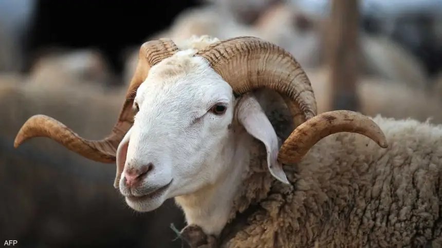 صورة لخروف العيد في سوق مغربي يعكس التحديات الاقتصادية والجدل الفقهي حول الأضحية.