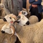 المغرب يشهد عيد أضحى بظروف صحية مُرضية بفضل جهود أونسا الاستباقية 6 صورة لعمال المكتب الوطني للسلامة الصحية للمنتجات الغذائية (أونسا) وهم يقومون بفحص الأضاحي خلال عيد الأضحى في المغرب.